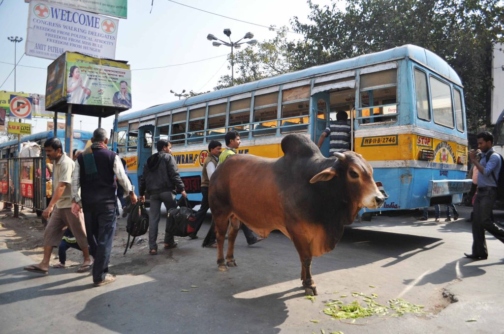 Du monde, des bus, ...et des vaches !